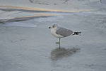 Click to see Y-D500-500PF-3627.JPG
