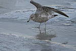 Click to see Y-D500-500PF-3658.JPG