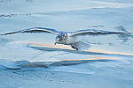 Click to see Y-D500-500PF-3678-MOD.JPG