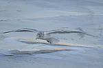 Click to see Y-D500-500PF-3678.JPG