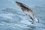 Click to see Y-D500-500PF-3687-MOD.JPG