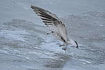 Click to see Y-D500-500PF-3687.JPG