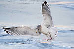 Click to see Y-D500-500PF-3691-MOD.JPG