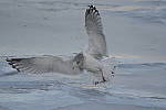 Click to see Y-D500-500PF-3691.JPG