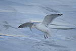 Click to see Y-D500-500PF-3697.JPG