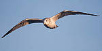 Click to see Y-D500-500PF-3700-MOD.JPG