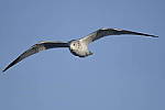 Click to see Y-D500-500PF-3700.JPG