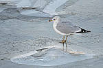 Click to see Y-D500-500PF-3706-MOD.JPG