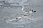 Click to see Y-D500-500PF-3706.JPG