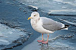 Click to see Y-D500-500PF-3712-MOD.JPG