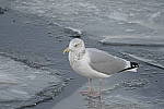 Click to see Y-D500-500PF-3712.JPG