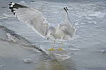 Click to see Y-D500-500PF-3718.JPG