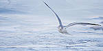 Click to see Y-D500-500PF-3730-MOD.JPG