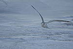 Click to see Y-D500-500PF-3730.JPG