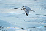 Click to see Y-D500-500PF-3740-MOD.JPG