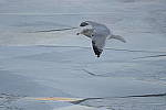 Click to see Y-D500-500PF-3740.JPG