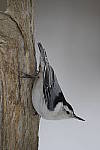 Click to see Y-D500-JG54442.JPG