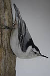 Click to see Y-D500-JG54448.JPG