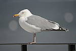 Click to see Y-D500-JG54644.JPG