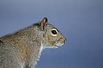 Click to see Y-D500-JG54827.JPG