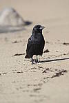 Click to see Y-D500-JG55715.JPG