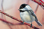Click to see Y-D500-JG56085-MOD.JPG
