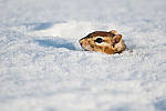 Click to see Y-D500-JG56312-MOD.JPG