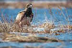 Click to see Y-D500-JG56893-MOD.JPG