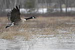 Click to see Y-D500-JG57186.JPG