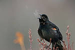 Click to see Y-D500-JG57312-MOD.JPG