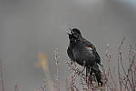 Click to see Y-D500-JG57312.JPG