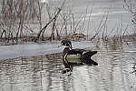 Click to see Y-D500-JG57898.JPG