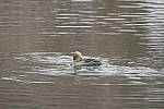 Click to see Y-D500-JG58270.JPG