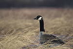 Click to see Y-D500-JG58444.JPG