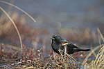 Click to see Y-D500-JG58526.JPG