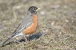Click to see Y-D500-JG58558.JPG