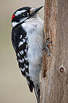 Click to see Y-D500-JG58660-MOD.JPG
