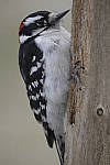 Click to see Y-D500-JG58660.JPG
