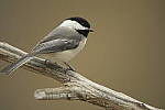 Click to see Y-D500-JG58688.JPG
