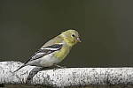 Click to see Y-D500-JG58800.JPG