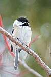 Click to see Y-JG-D500-SIGMA-60-600-3880-MOD.JPG