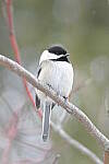 Click to see Y-JG-D500-SIGMA-60-600-3880.JPG