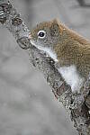 Click to see Y-JG-D500-SIGMA-60-600-3939.JPG