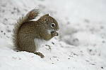Click to see Y-JG-D500-SIGMA-60-600-3948.JPG