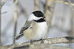 Click to see Y-JG-D500-SIGMA-60-600-4152.JPG