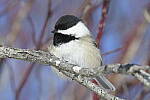 Click to see Y-JG-D500-SIGMA-60-600-4168.JPG