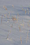 Click to see Y-JG-D500-SIGMA-60-600-4215.JPG