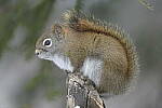 Click to see Y-JG-D500-SIGMA-60-600-4434.JPG