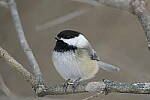 Click to see Y-JG-D500-SIGMA-60-600-4442.JPG