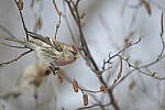 Click to see Y-JG-D500-SIGMA-60-600-4475.JPG